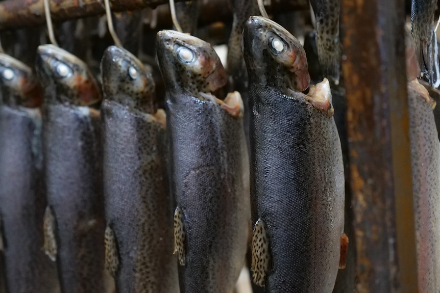 Smoked trout hang from hooks.