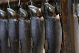Smoked trout hang from hooks.