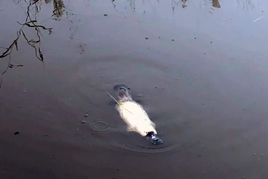 A small white platypus with a black tail and bill is photographed in a body of dark water