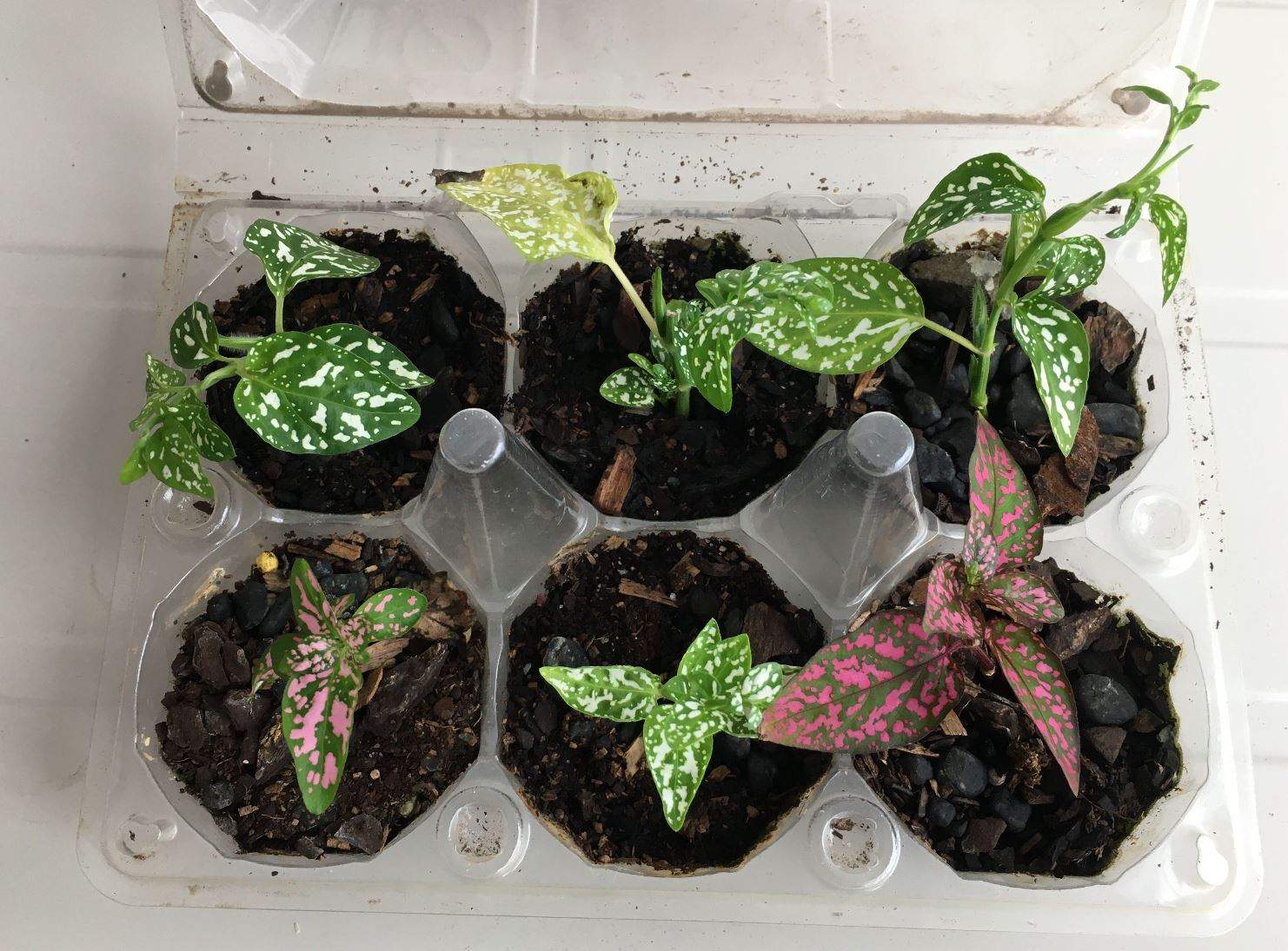 How to Propagate Polka Dot Plants Your Daily Gardening Tips