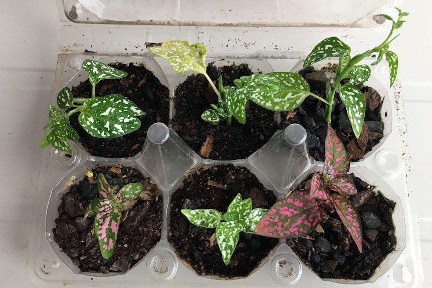 Polka dot plants in egg carton hot house for story on indoor plant propagation