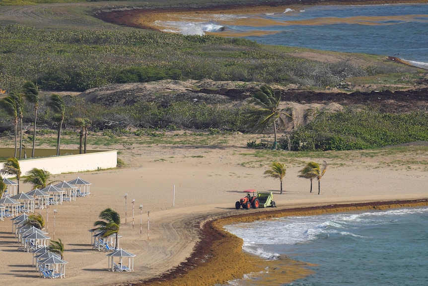 A tractor sweeps seaweed from a beach.