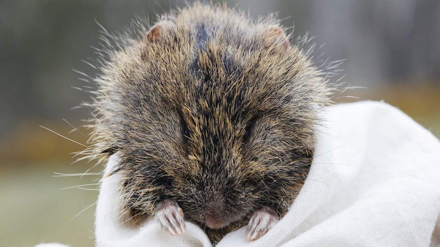 Landmark rediscovery of endangered native rodent at Victoria’s Wilsons Promontory – ABC News