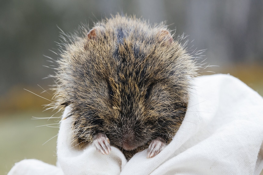 A broad-toothed rat