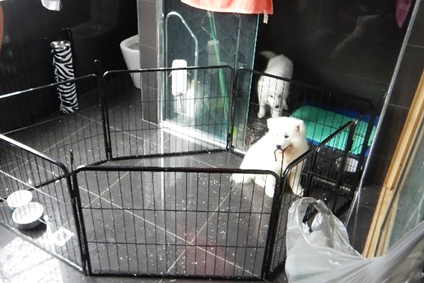 Samoyed puppies penned in a bathroom