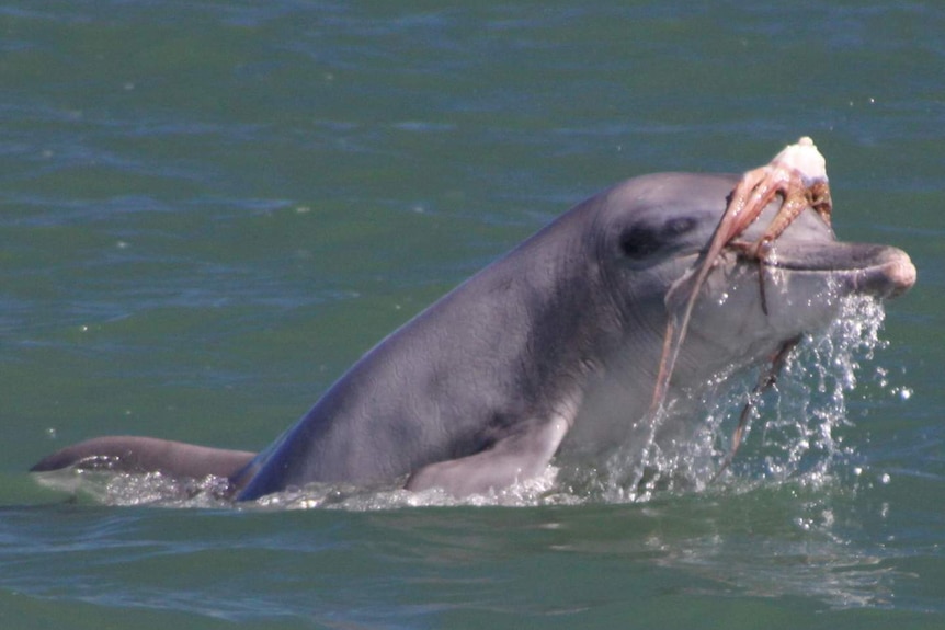 Dolphin with octopus on its head