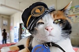 Female cat "Tama" wearing a stationmaster's cap at a Japanese train station