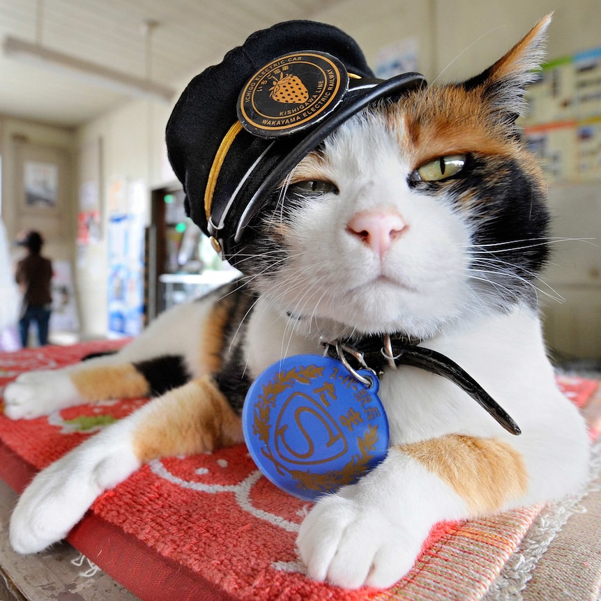 Female cat "Tama" wearing a stationmaster's cap at a Japanese train station