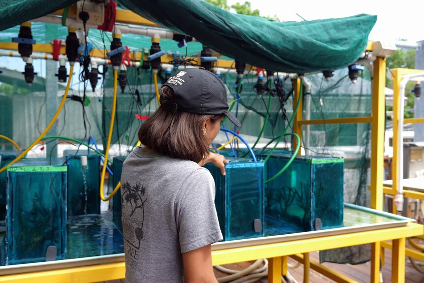 Morane checking her tanks filled with coral, under a green tarp.