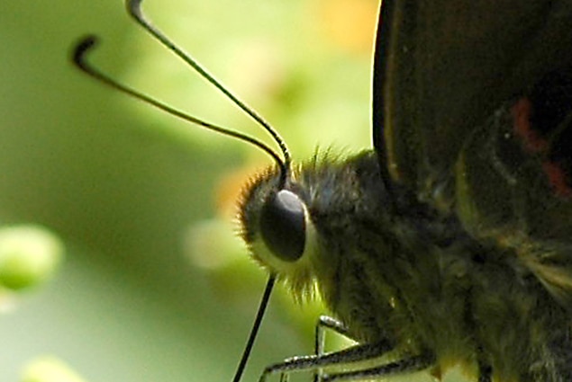 Eye of common bluebottle butterfly
