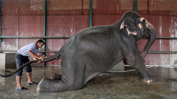 Female elephant Coconut rests on her hind legs with a calm expression on her face as a male handler scrubs her tail during bath.