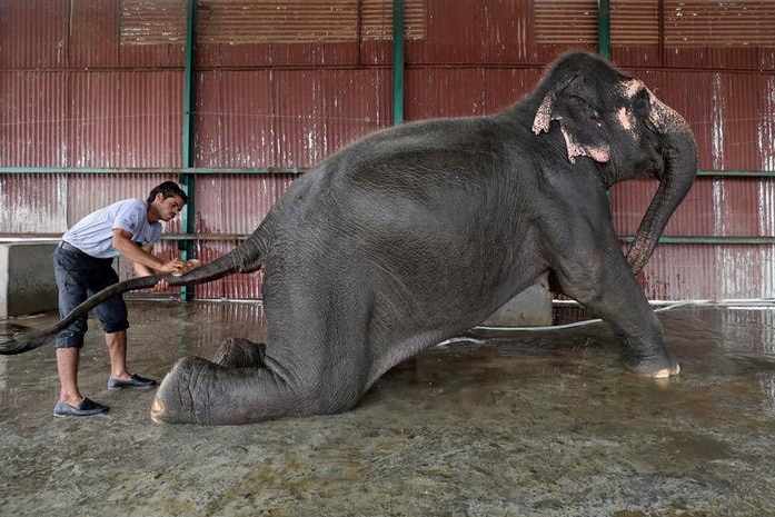 Female elephant Coconut rests on her hind legs with a calm expression on her face as a male handler scrubs her tail during bath.