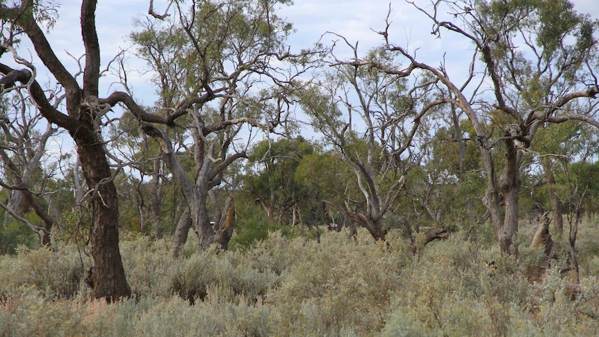 A section of Coolibah Swamp, a sacred site in Alice Springs