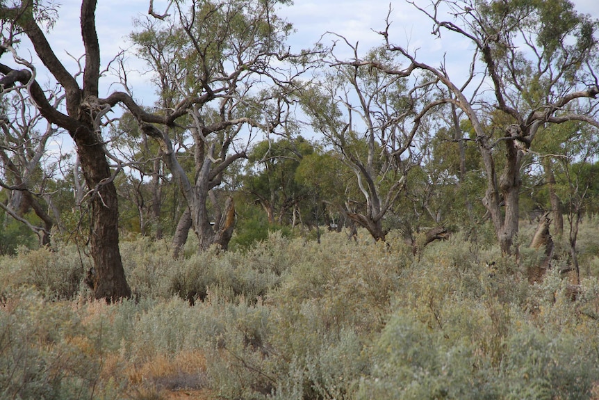 A section of Coolibah Swamp, a sacred site in Alice Springs