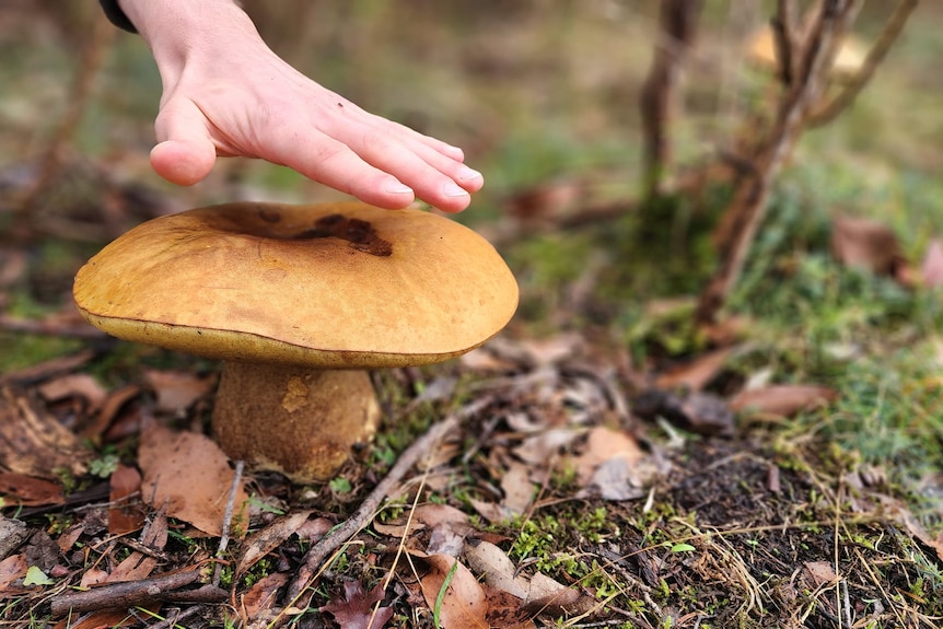 A hand extends over a large brown mushroom on the ground, surrounded by leaves, twigs and grass.