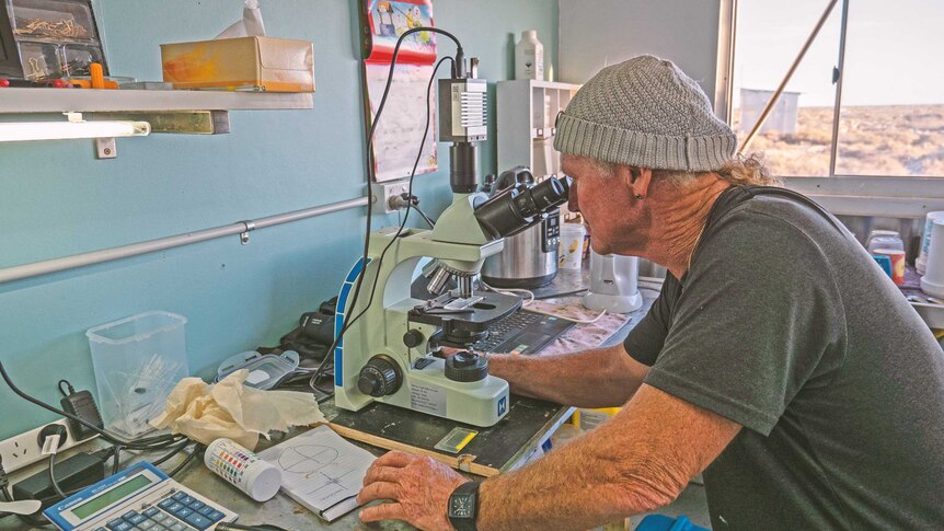 Murray Davidson looks through his microscope