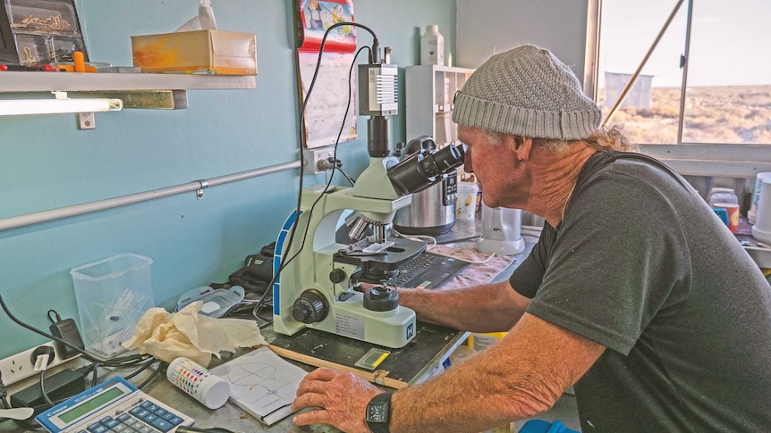 Murray Davidson looks through his microscope