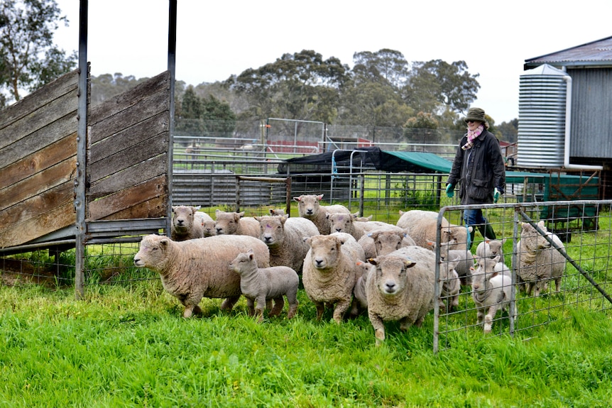 Dee Nolan shifts her herd of southdown sheep.