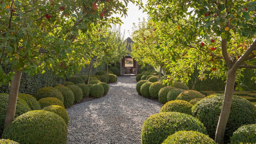 You view a verdant gravel pathway lined with shrubs and evergreen trees with the sun peeking through the canopy.