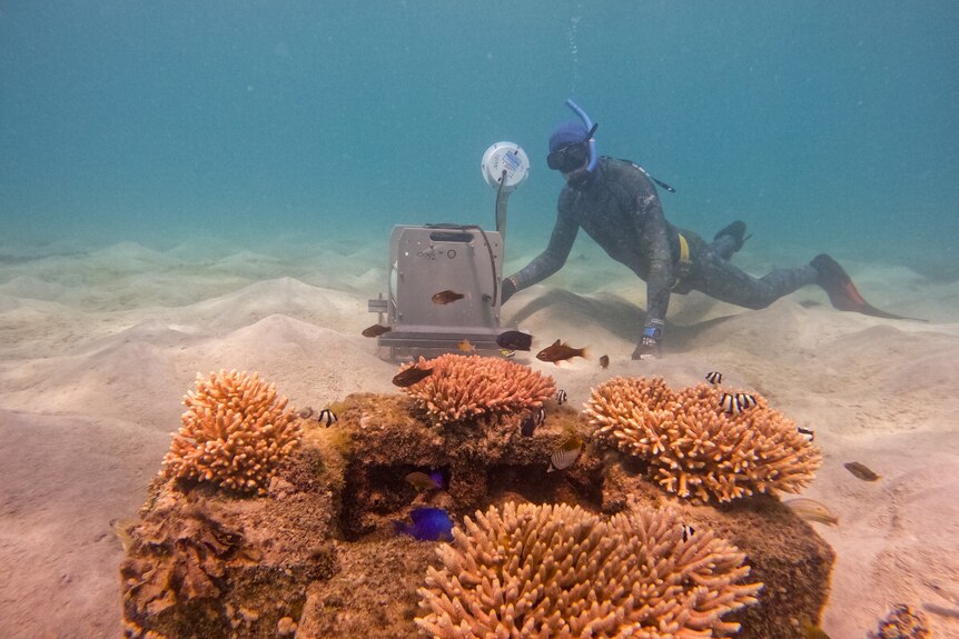 An AIMS diver with a speaker at a patch reef (a steel structure) at Lizard Island.