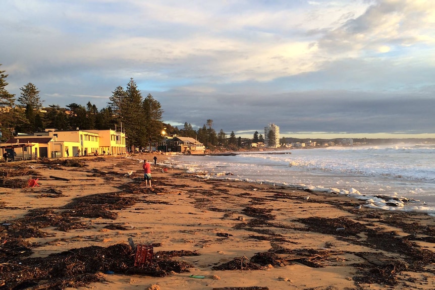 A beach covered in debris at first light.