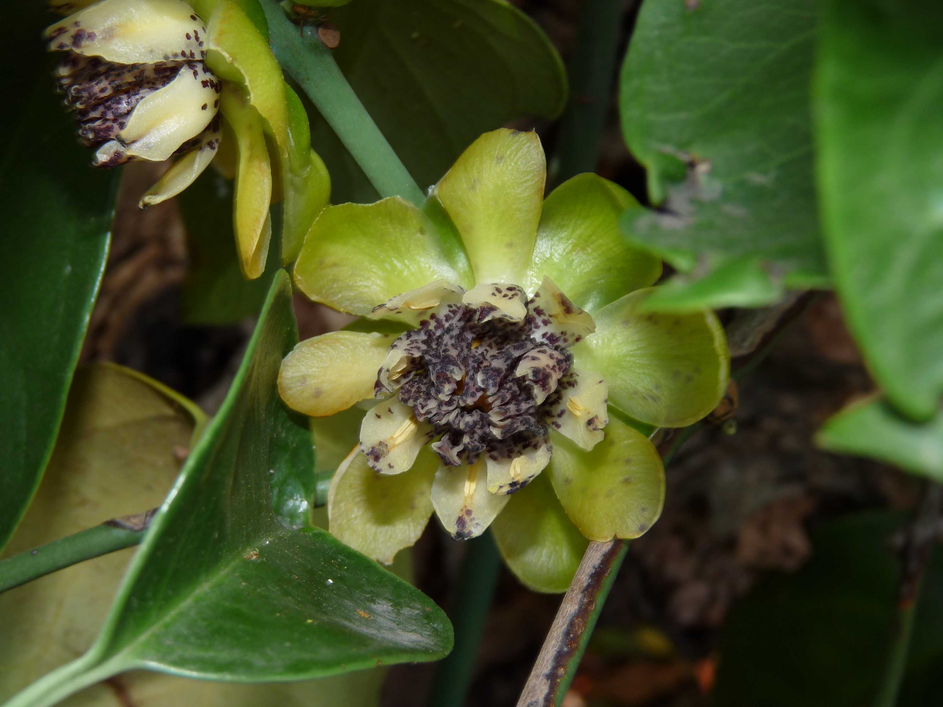 Zbliżone zdjęcie kwiatu Austrobaileya scandens.