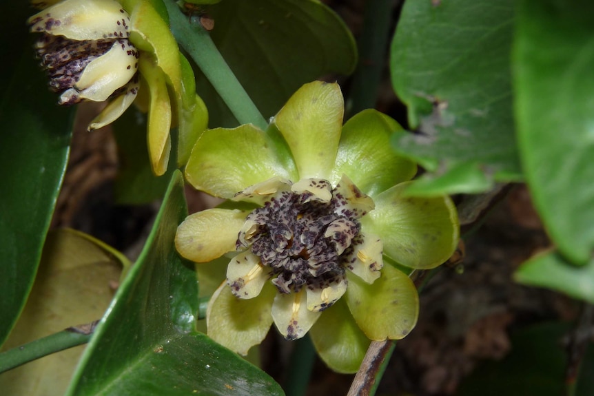 Close up photo of an Austrobaileya scandens flower.