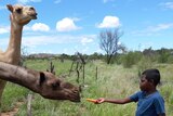 A student feeding a camel