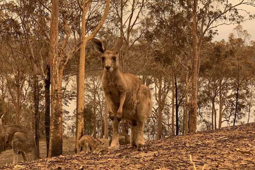 A couple of kangaroos in smoky bushland.