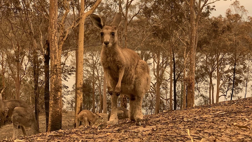 A couple of kangaroos in smoky bushland.