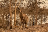 A couple of kangaroos in smoky bushland.