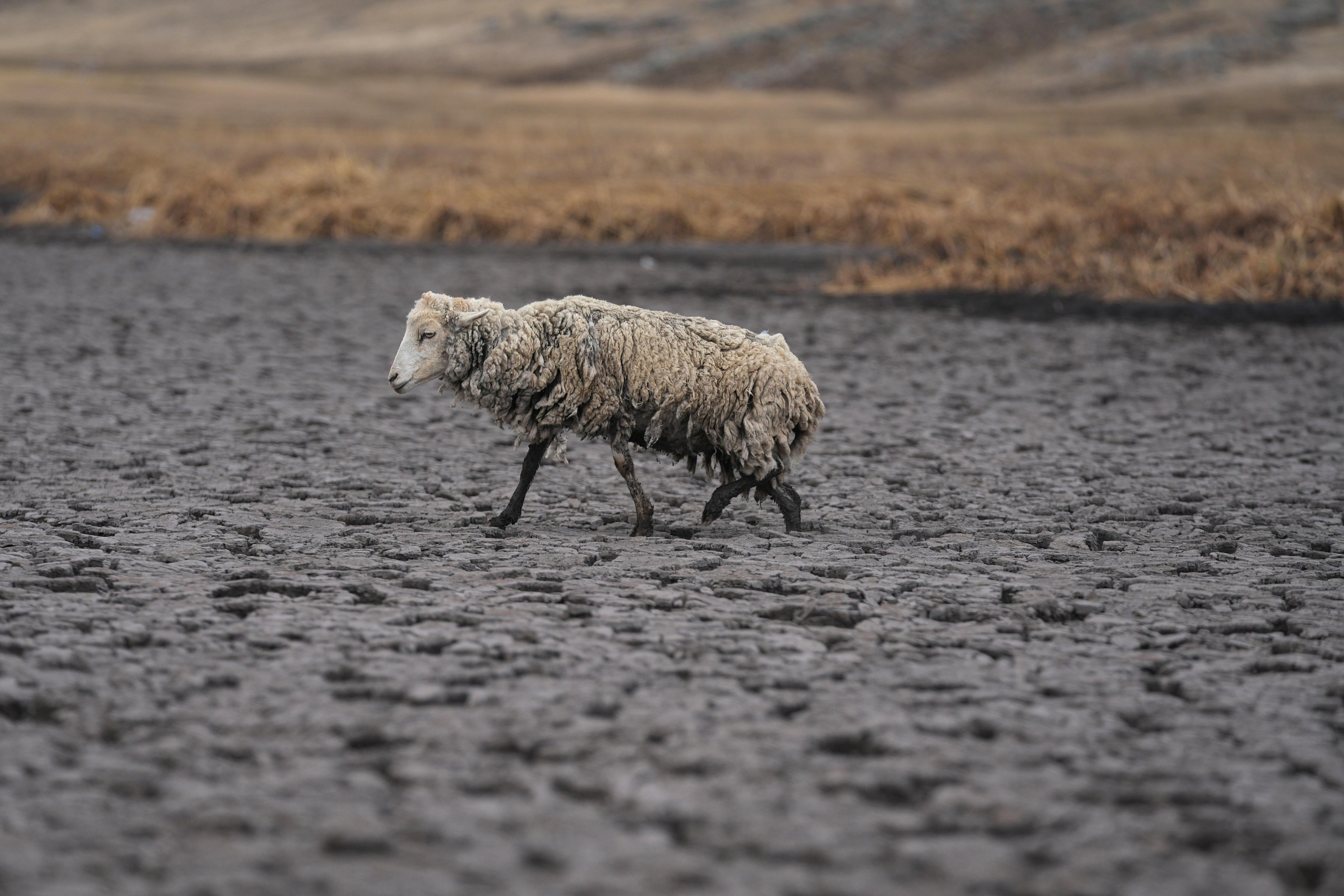 A starved sheep struggles to walk throuhg a lakebed. Its wool is matted and caked with mud. 