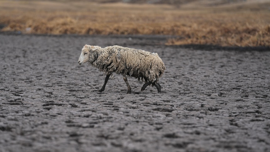 A starved sheep struggles to walk throuhg a lakebed. Its wool is matted and caked with mud. 