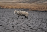 A starved sheep struggles to walk throuhg a lakebed. Its wool is matted and caked with mud. 