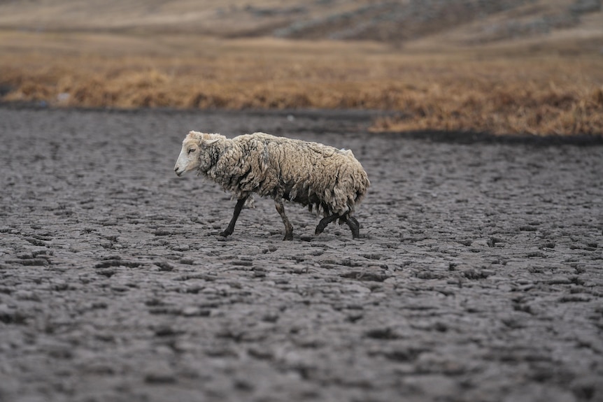 A starved sheep struggles to walk throuhg a lakebed. Its wool is matted and caked with mud. 