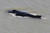 A black humpback whale swims through muddy water.