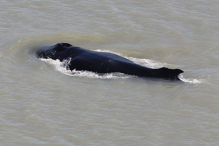 A black humpback whale swims through muddy water.