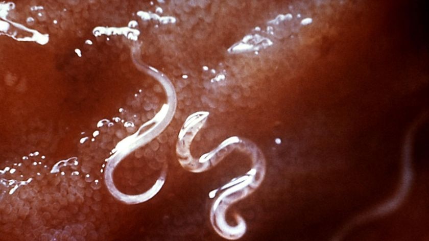 Hookworm