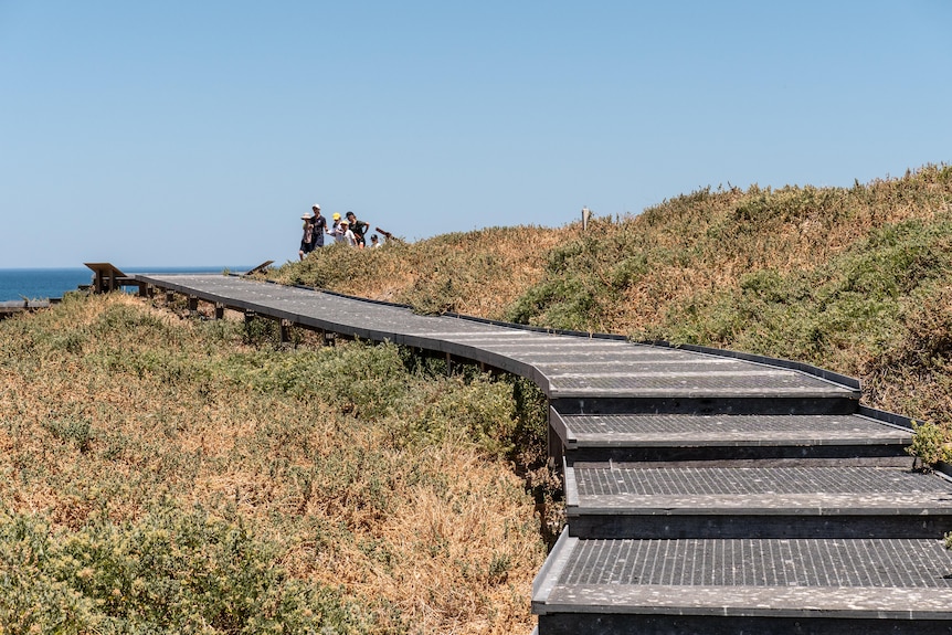 The boardwalk on Penguin Island