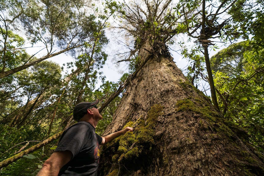 A man stands in the forest looking at a tree.