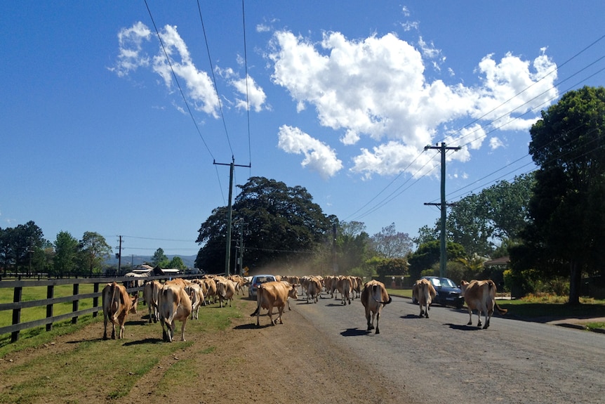 A Jersey herd