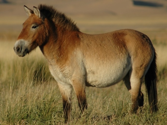 close up of a Przewalski's horse