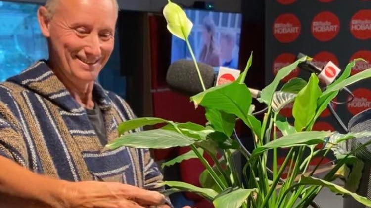 a smiling man attaches electrodes to a peace lily inside an ABC Radio studio