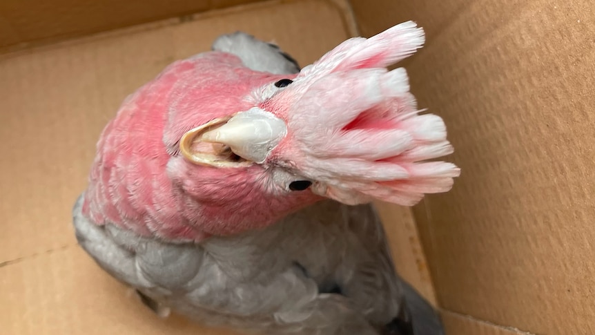 A pink galah in a cardboard box. The galah has its beak open , looking angry and distressed.
