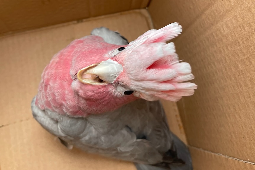 A pink galah in a cardboard box. The galah has its beak open , looking angry and distressed.