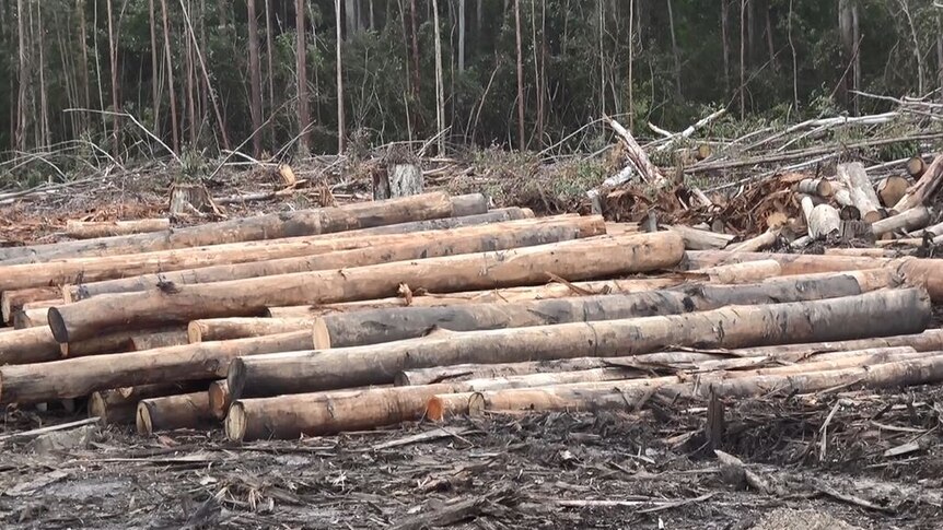 Saw-logs in a pile on a cleared forest floor