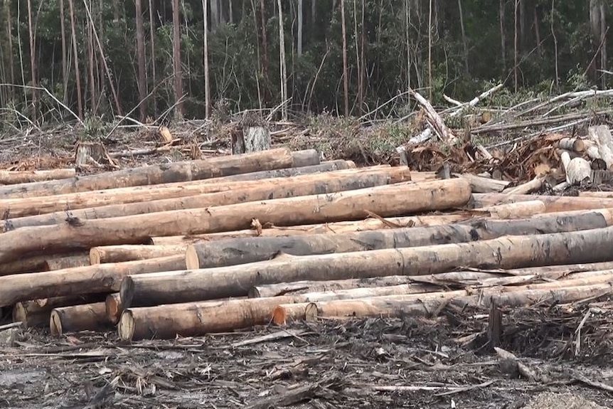 Saw-logs in a pile on a cleared forest floor