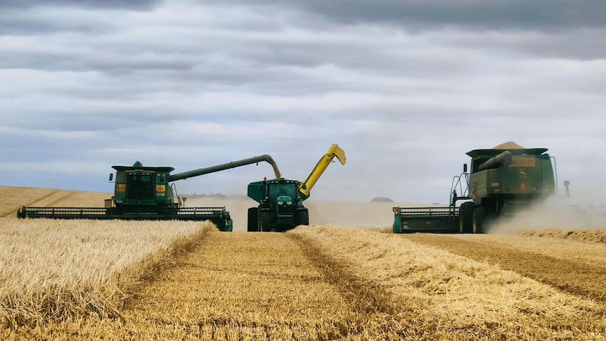 Two harvesters and a truck in a grain field in Tasmania as the harvest continues