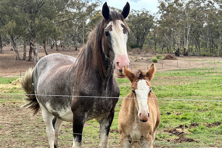 A horse and a foal in a paddock