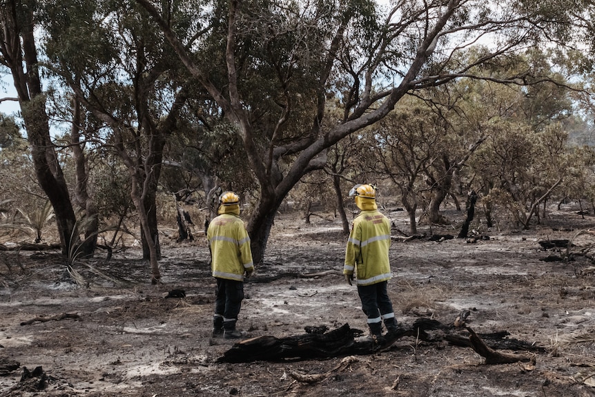Firefighters standing amongst burnt bushland